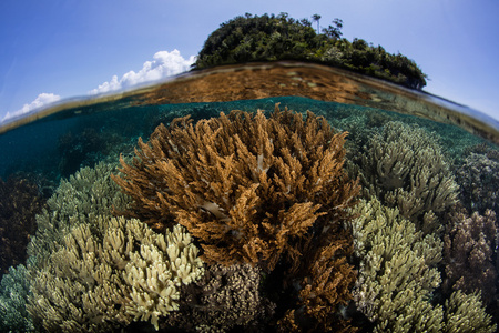 软珊瑚在 Raja Ampat 浅滩