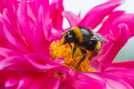 在 dhalia 吃花粉和花蜜的蜜蜂照片
