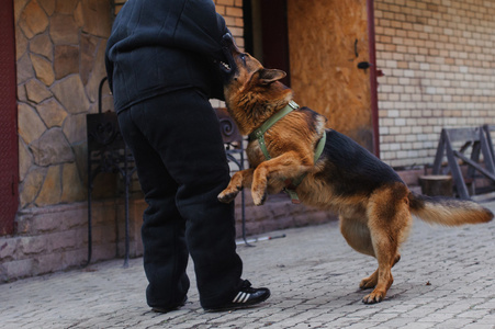 在训练的德国牧羊犬