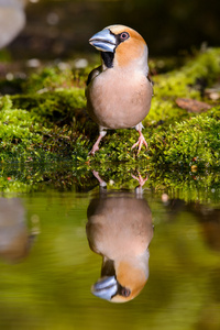 hawfinch 鸟在自然栖息地，春天嵌套