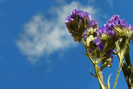 紫罗兰色的花朵和蓝天