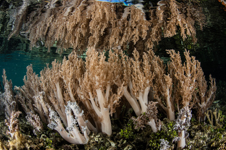 Ampat 的软珊瑚和水表面