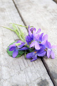 紫罗兰色，特写紫色花开在春天在野生的草甸。自然背景