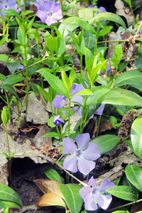 长春, 粉红色花在花园, 西印度长春, 马达加斯加长春, 长春长春, Vinca 花, Bringht 眼