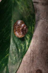 花园里的蜗牛，庭园大蜗牛大蜗牛在绿叶上
