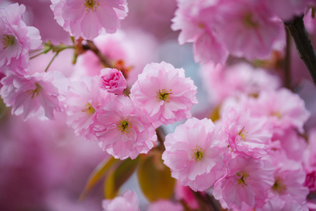 粉红盛开的花朵