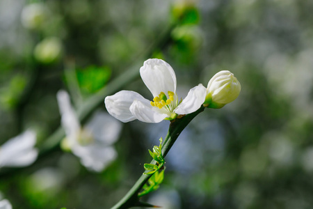 树枝上的花朵