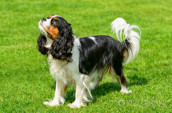 骑士查理王猎犬站在绿色的田野上