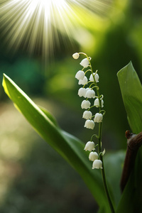 美丽的百合花的山谷