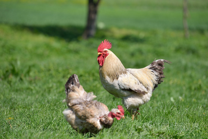 美丽和骄傲的公鸡附近的母鸡与裸颈部在苏