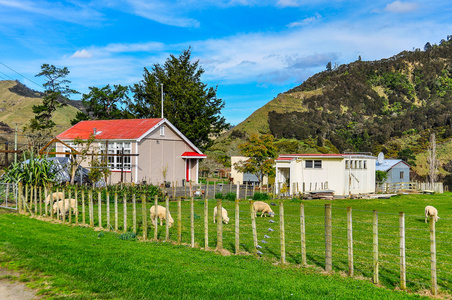 典型的农场在新西兰旺格努伊国家公园