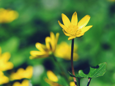 黄色的花朵关上了。软焦点