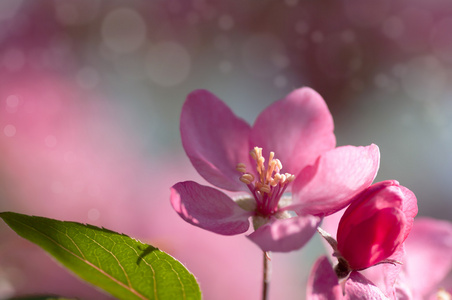 红色的花朵的苹果树