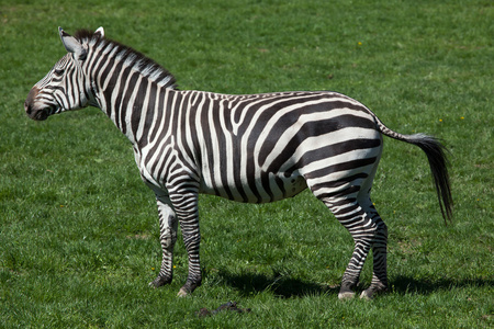 大斑马(equus quagga boehmi).照片