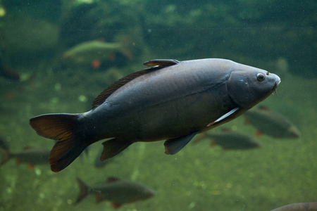 镜鲤鱼(鲤鱼)野生鲤鱼埃因霍温的鲤鱼鱼埃因霍温的鲤鱼