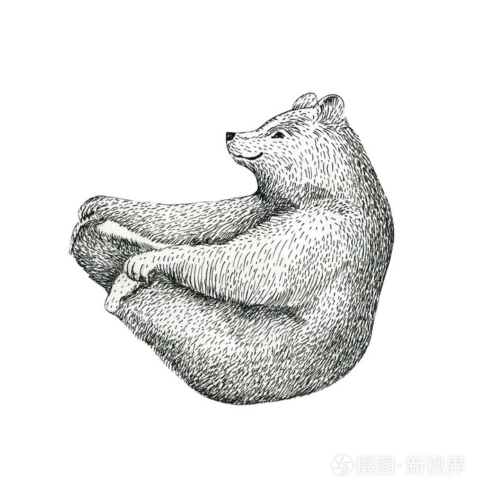 手绘熊