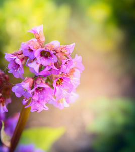 Bergenia.flowers 对自然背景