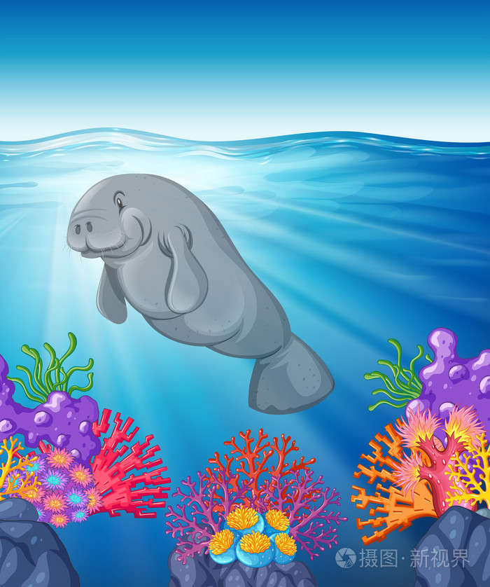 海牛在海洋下游泳