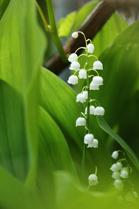 美丽的百合花的山谷