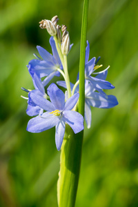 淡紫色花的鸭舌天麻 ridl