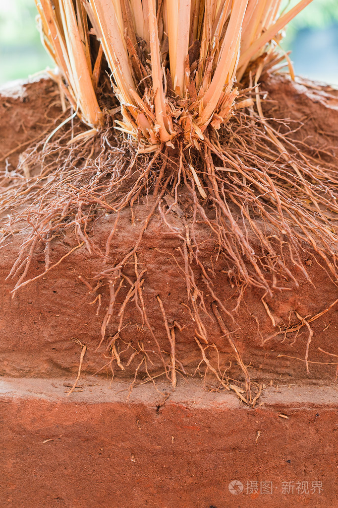 在地上的香根草的根