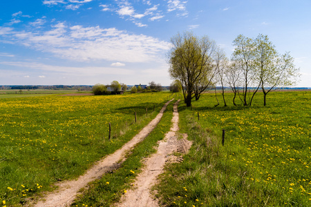 在 Podlasie 的春天