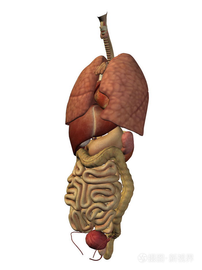 内部的胸腔器官