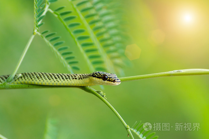关闭粗糙的绿蛇在一棵树