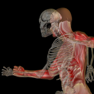 概念与骨骼解剖学