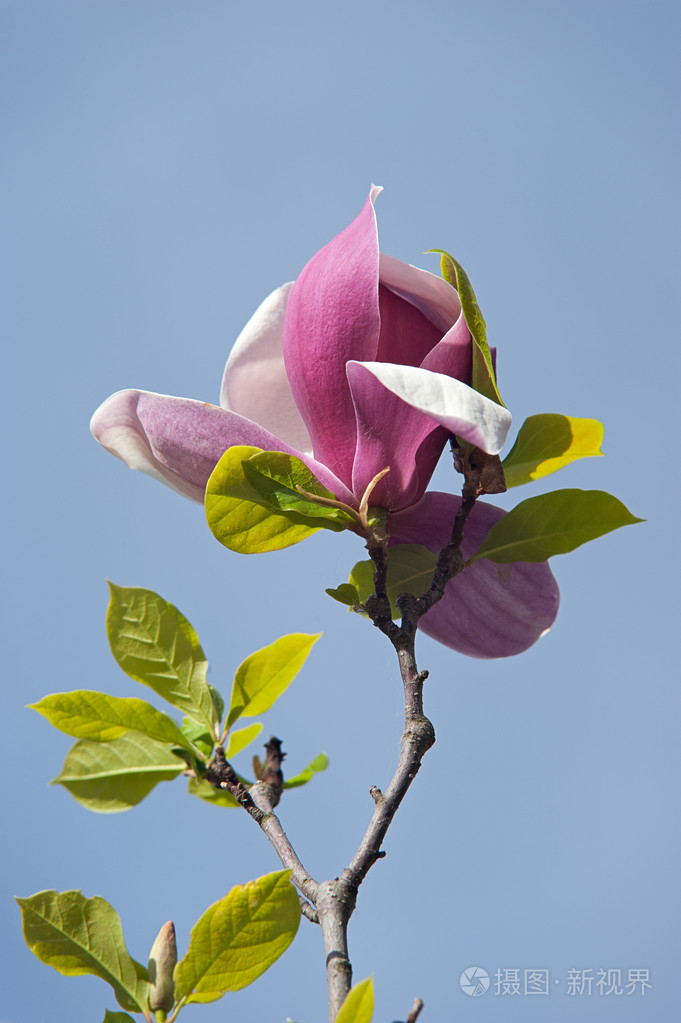 多彩的粉色玉兰花春季花卉背景