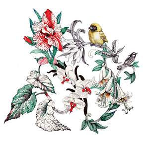 热带花卉和鸟