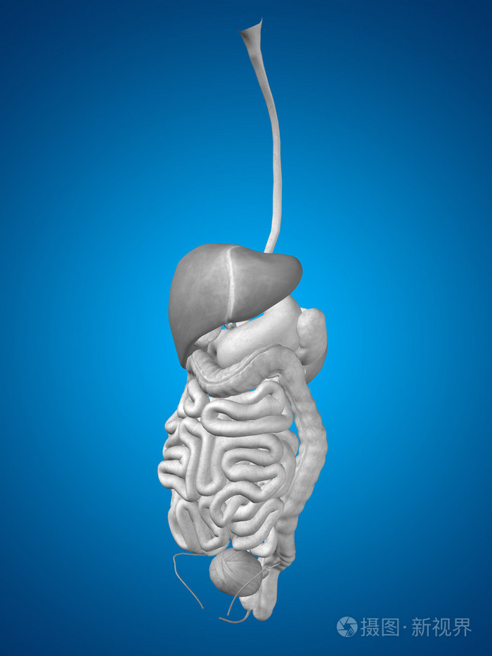 人体消化系统