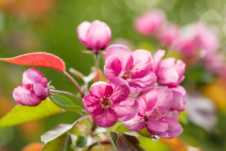 花园里的苹果树花