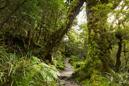 本机的山毛榉森林新西兰