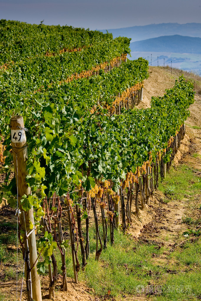 意大利,托斯卡纳,bolgheri 谷, 葡萄园, 酿酒葡萄