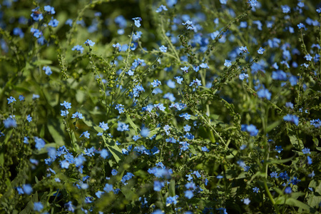 蓝花绿植物图片