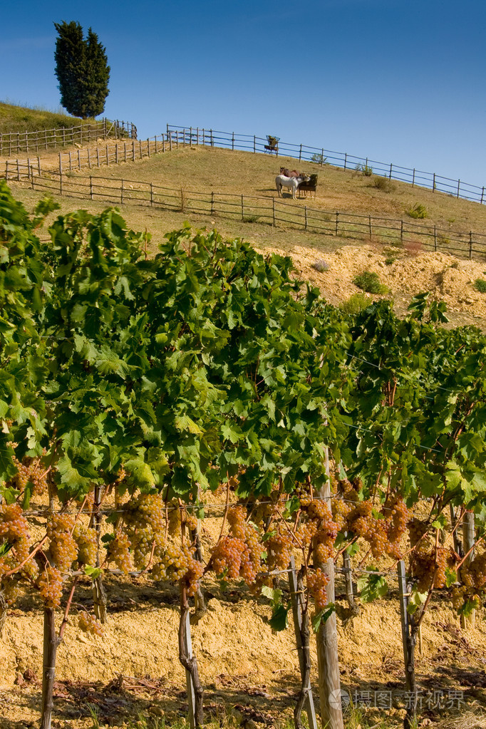 意大利,托斯卡纳,bolgheri 谷, 葡萄园, 酿酒葡萄