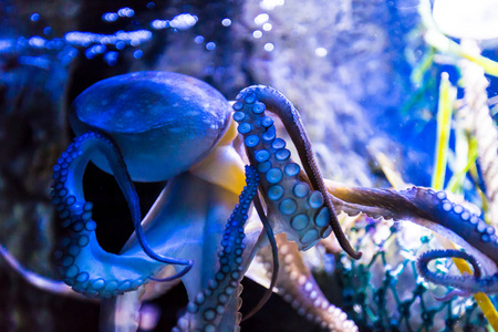 章鱼头足类软体动物图片