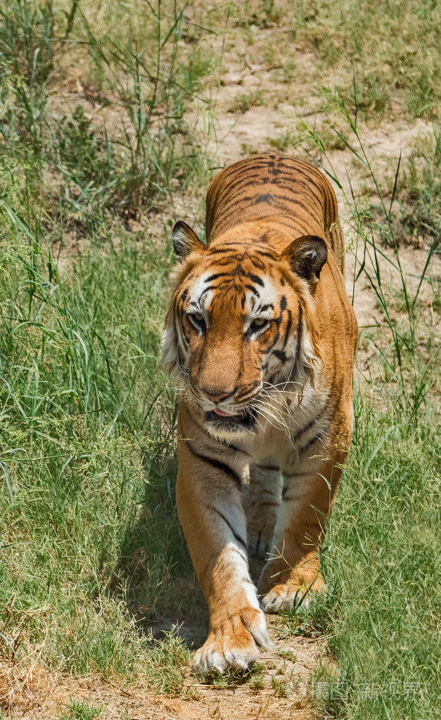 在动物园里的老虎照片-正版商用图片1nnf1c-摄图新视界
