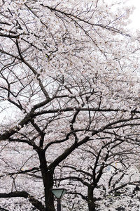 在东京的樱花