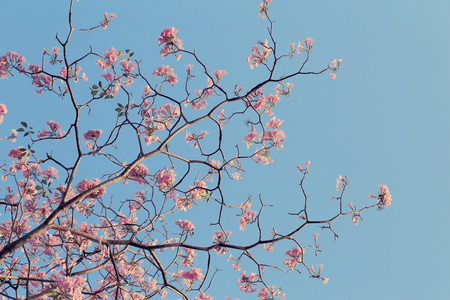 有粉红色花朵的光秃秃的树枝, 蓝色的天空背景