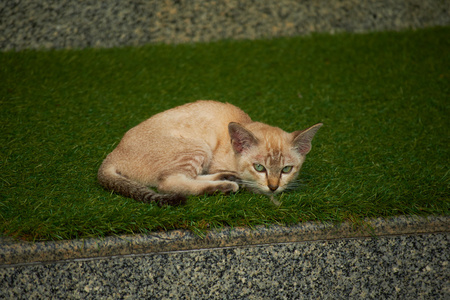 草地上的猫