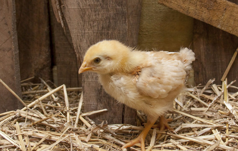 在谷仓孵化小鸡