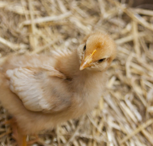 在谷仓孵化小鸡