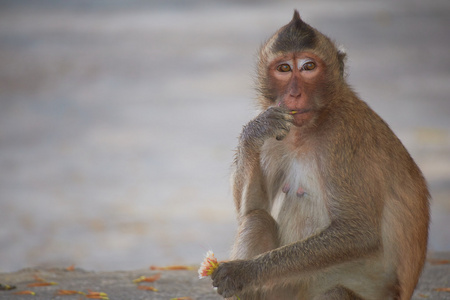 在泰国野生猴子
