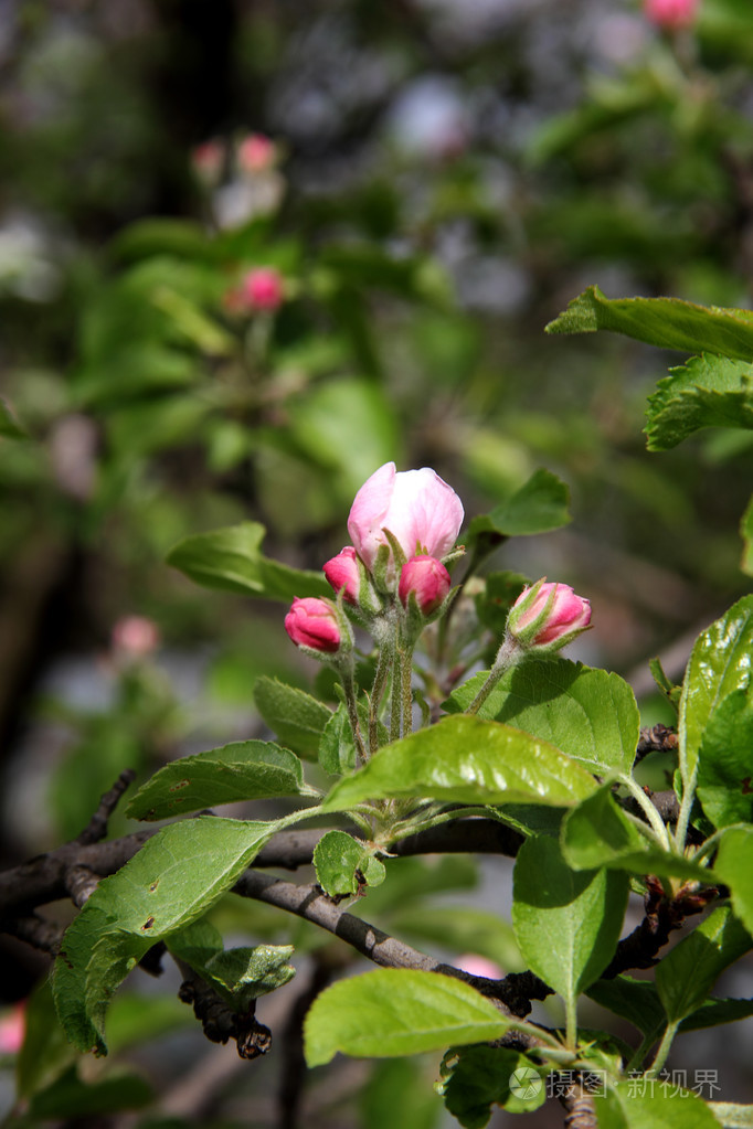芽在苹果树上