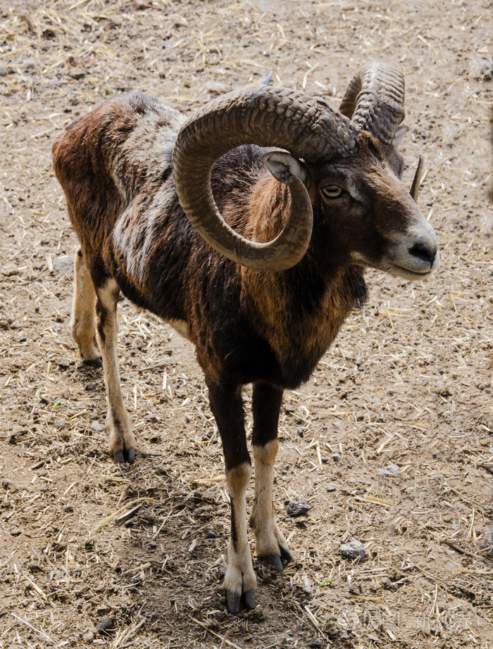在牧场中的有角的羊