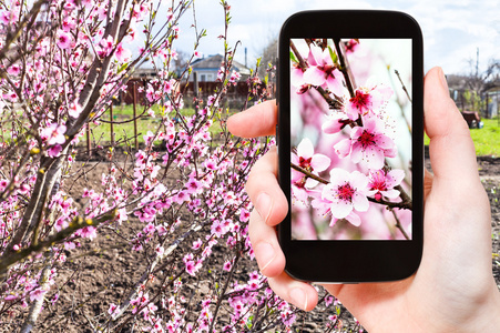 农夫给树上的粉红色桃花拍照