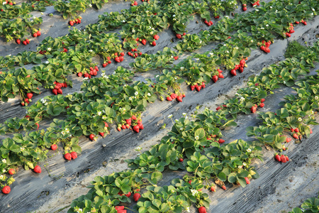 草莓生长在字段照片