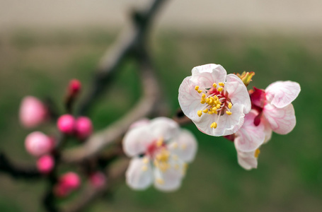 粉红色的春天的花朵。开花的树。春天背景